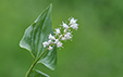 Maianthemum bifolium