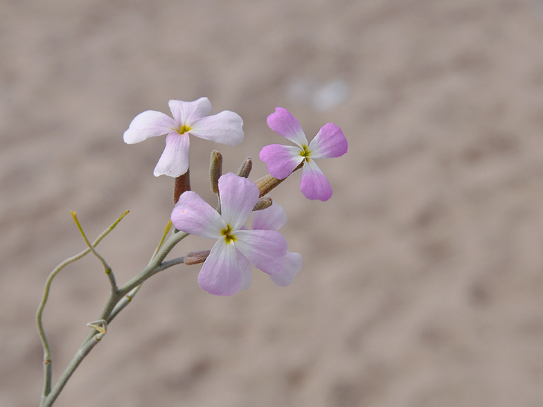 Malcolmia littorea