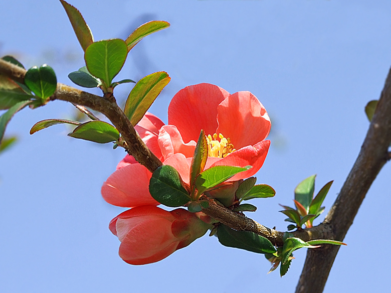 Malus x-floribunda