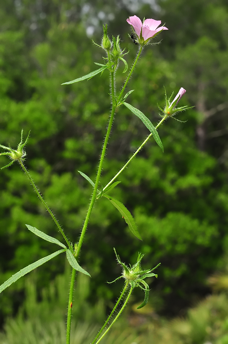 Malva cretica