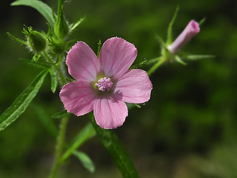 Malva cretica