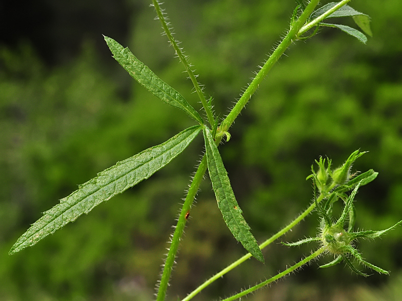 Malva cretica