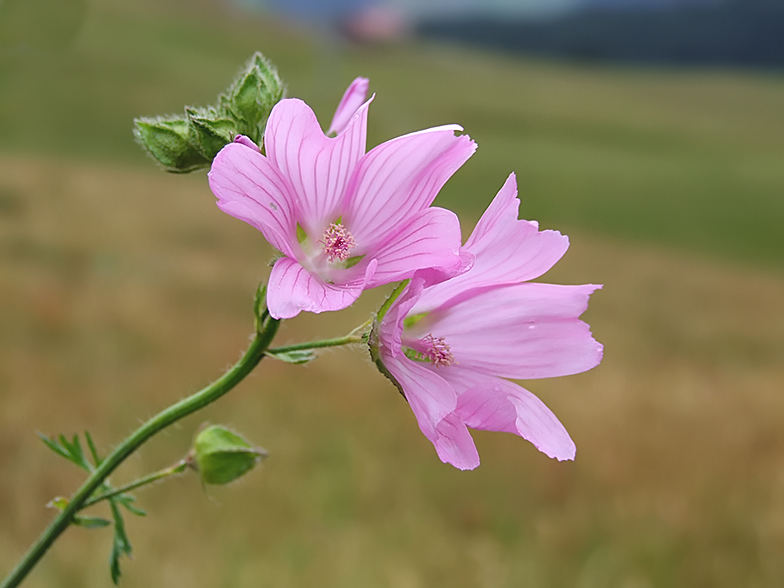 Malva moschata