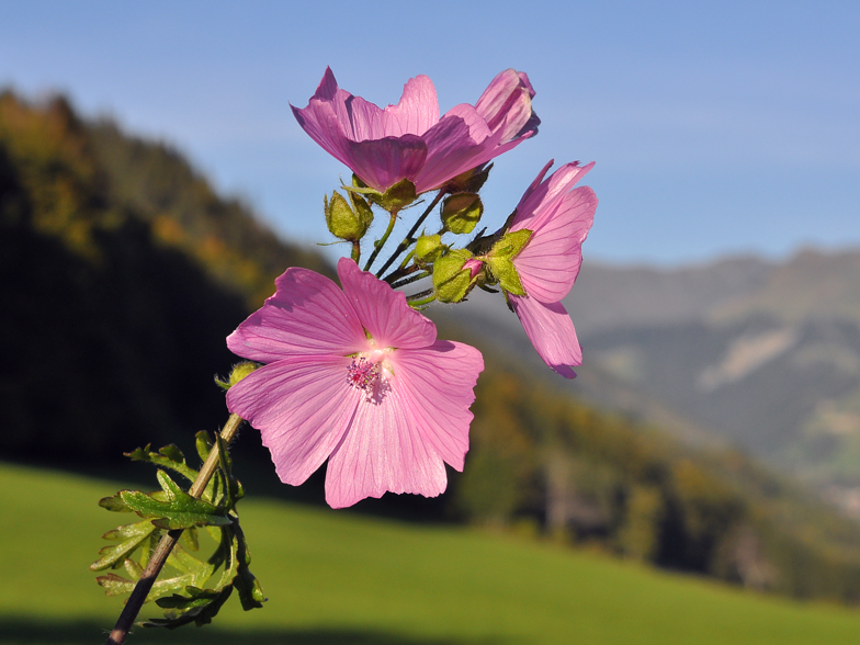 Malva moschata