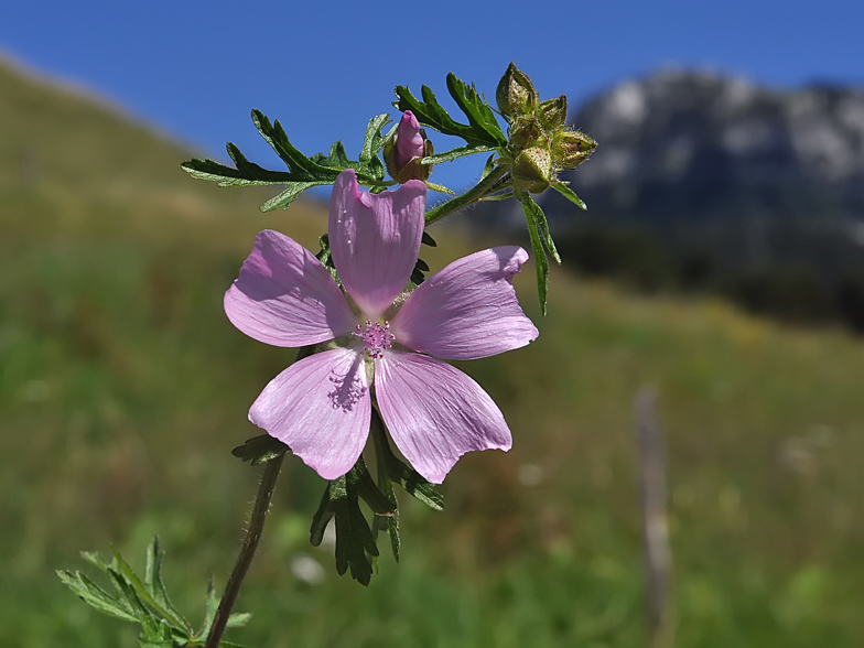 Malva moschata