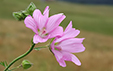 Malva moschata