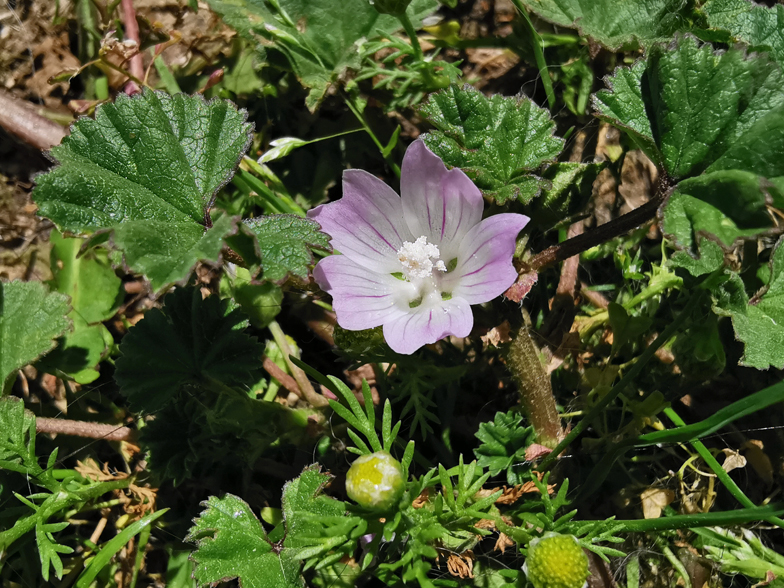 Malva neglecta