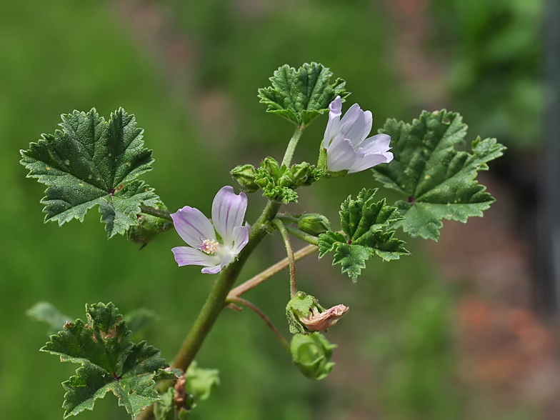 Malva neglecta