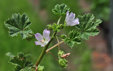 Malva neglecta