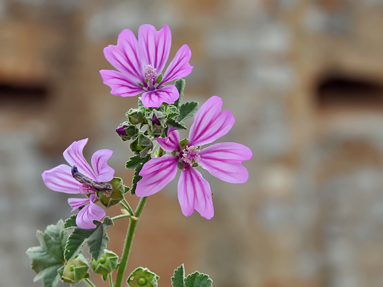 Malva sylvestris