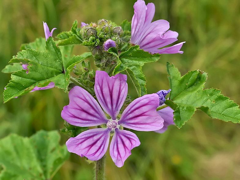 Malva sylvestris