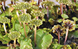 Marchantia polymorpha