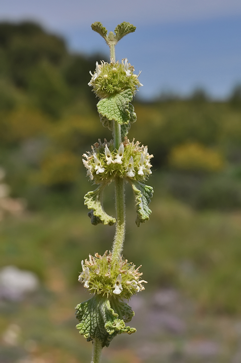 Marrubium vulgare