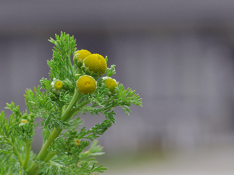 Matricaria discoidea