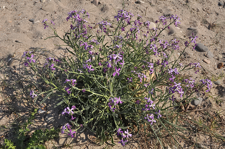 Matthiola sinuata