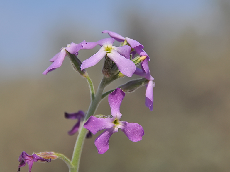 Matthiola sinuata