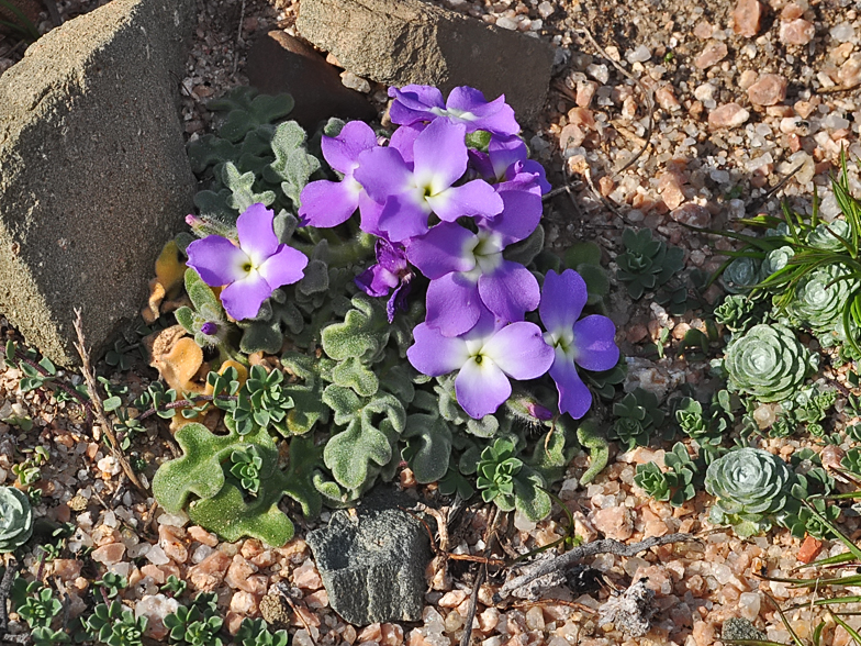 Matthiola sinuata