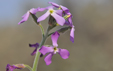 Matthiola sinuata