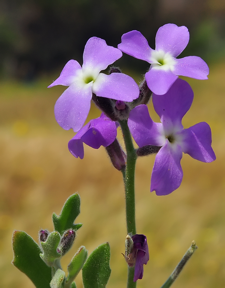 Mathiola tricuspidata