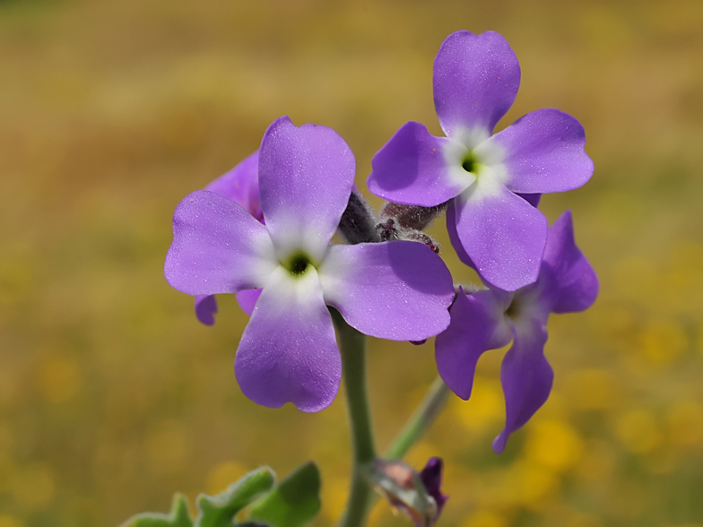 Matthiola tricuspidata