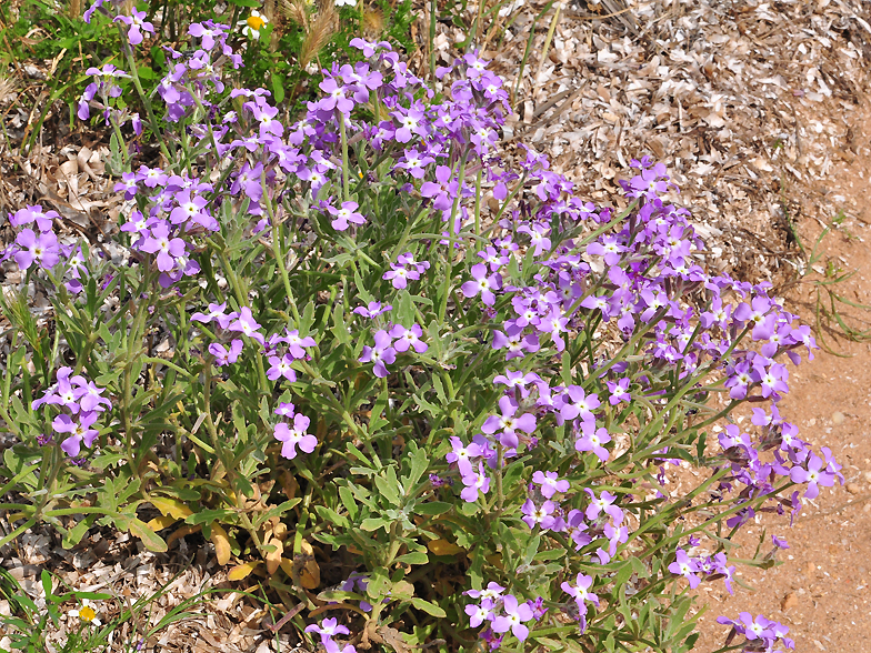 Matthiola tricuspidata