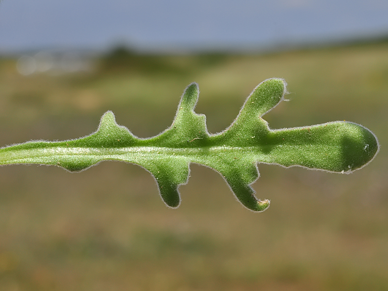 Matthiola tricuspidata