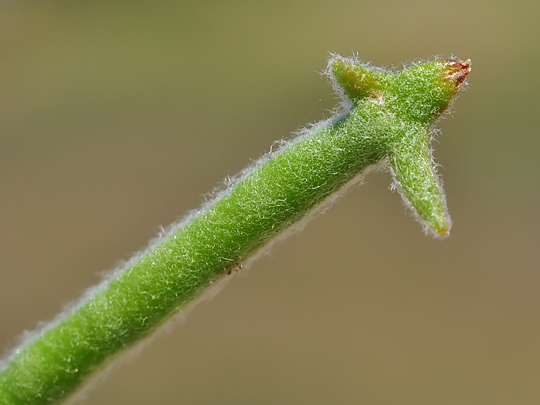 Matthiola tricuspidata