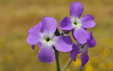 Matthiola tricuspidata