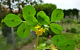 Medicago arabica