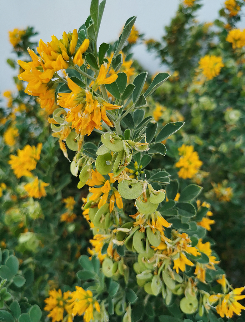 Medicago arborea