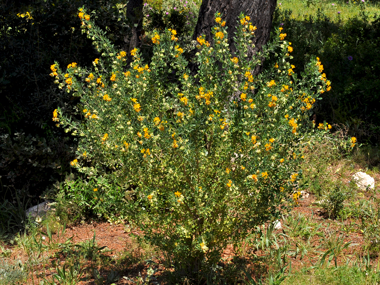 Medicago arborea