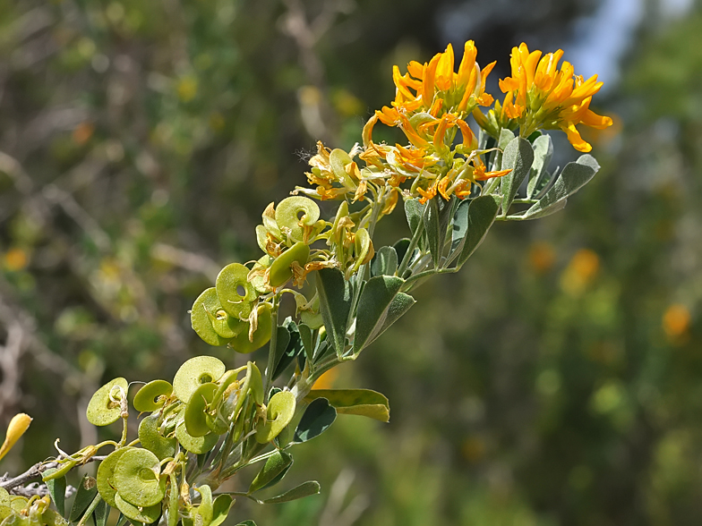 Medicago arborea