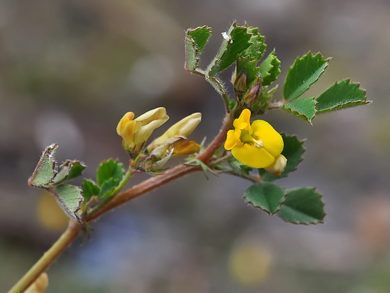 Medicago littoralis