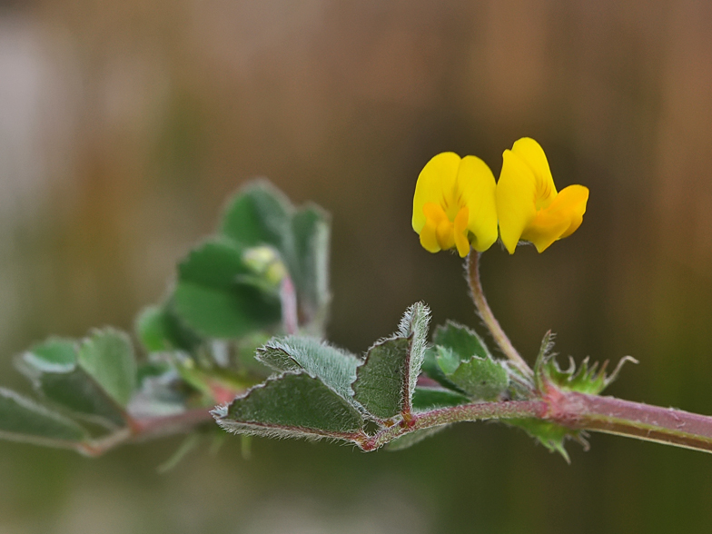 Medicago littoralis