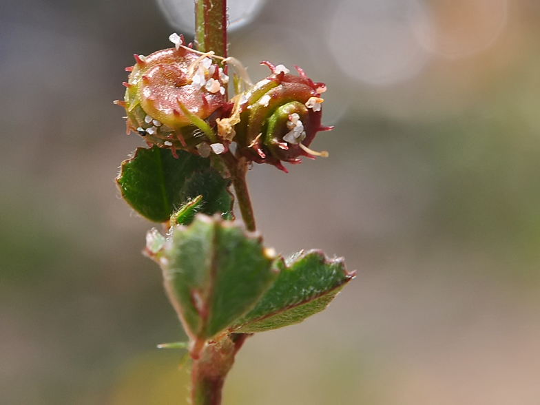 Medicago littoralis