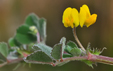 Medicago littoralis