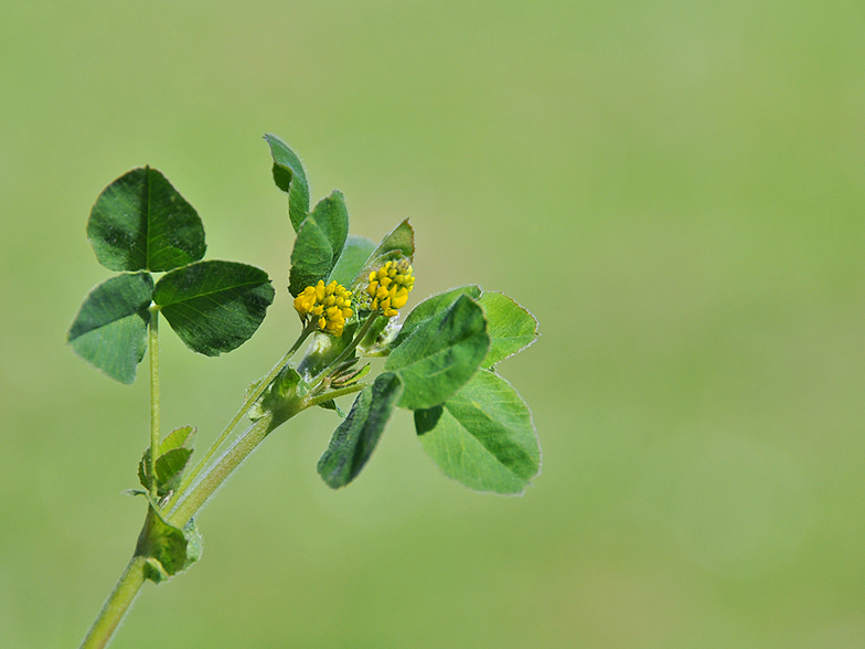 Medicago lupulina