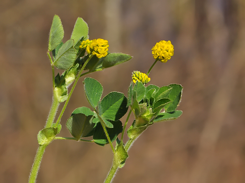 Medicago lupulina