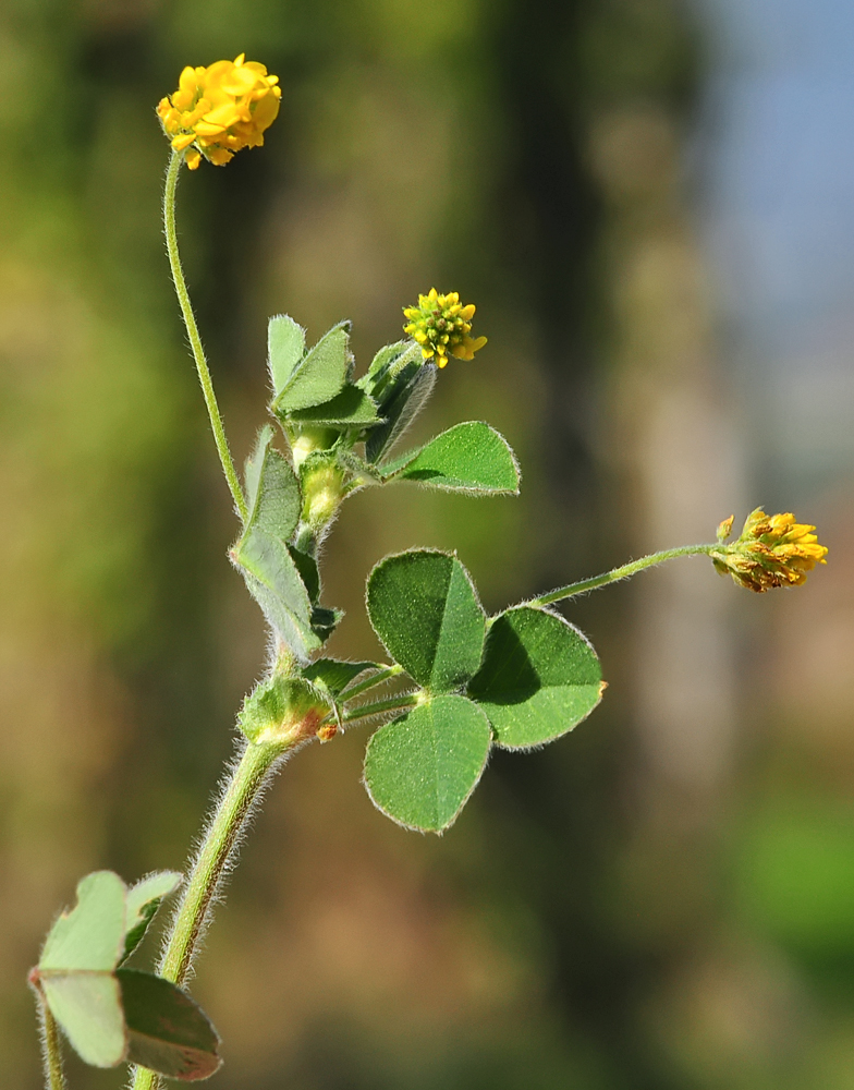 Medicago lupulina