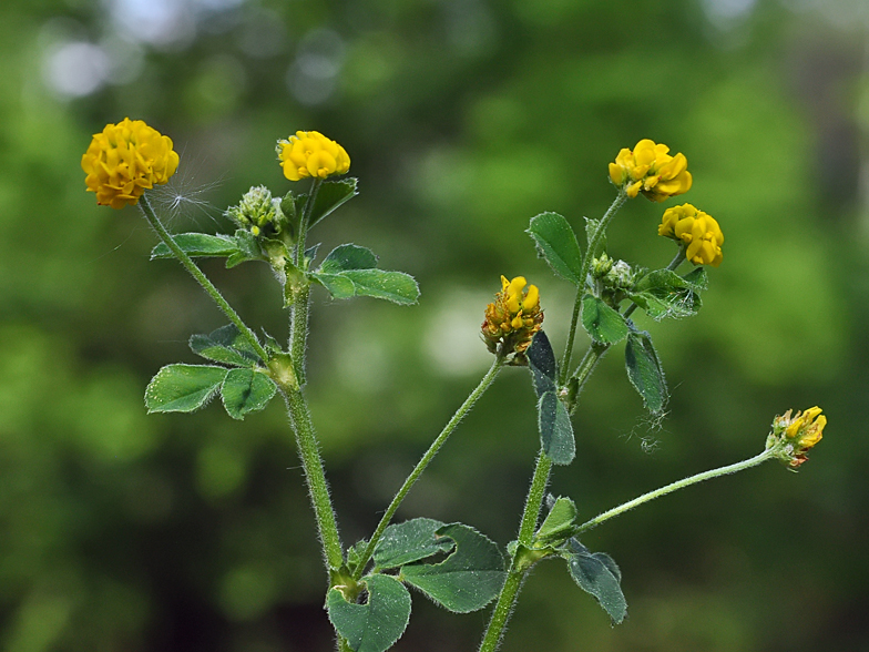 Medicago lupulina