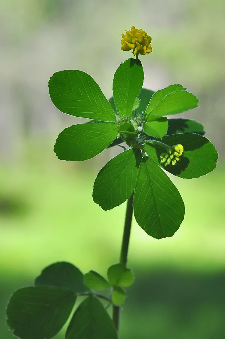 Medicago lupulina