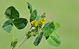 Medicago lupulina