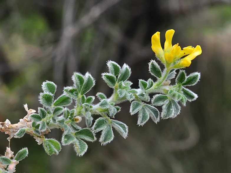 Medicago marina