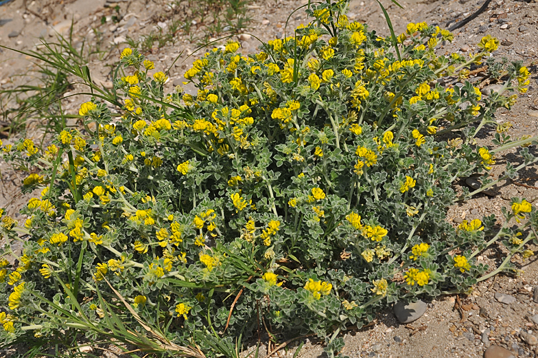 Medicago marina