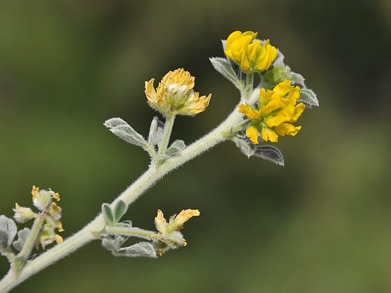 Medicago marina