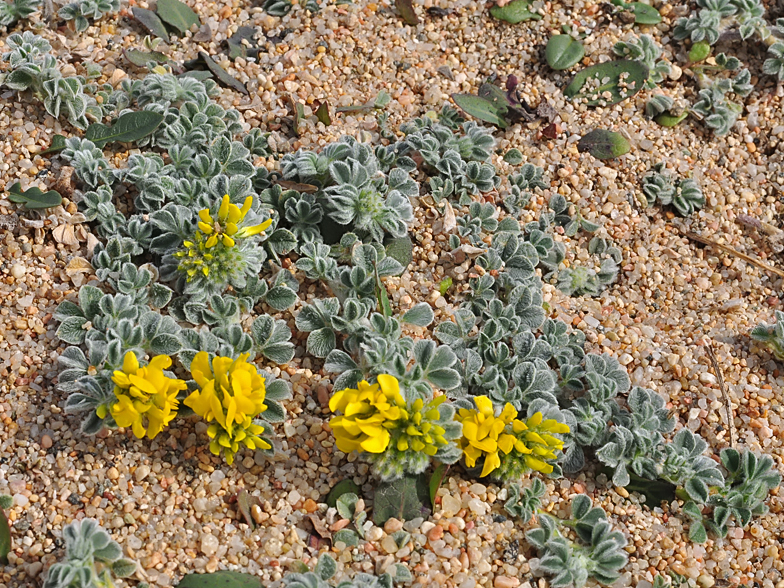 Medicago marina