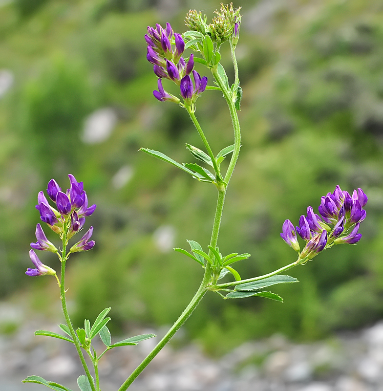 Medicago sativa