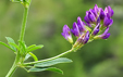 Medicago sativa