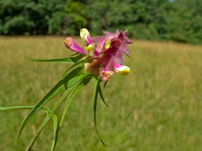 Melampyrum cristatum