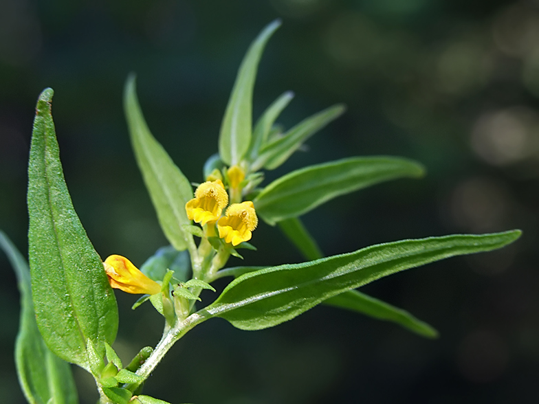 Melampyrum pratense